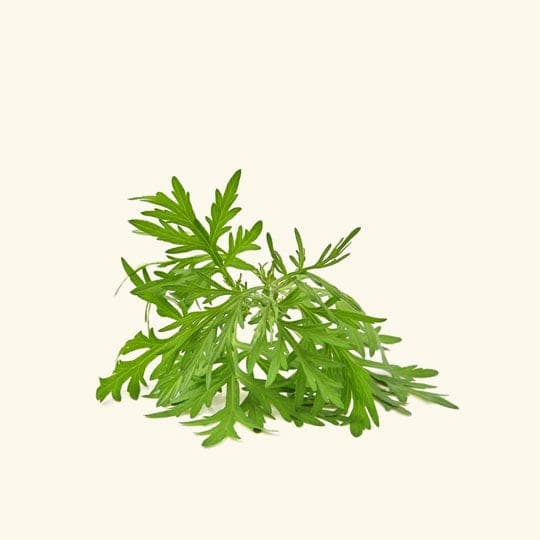 Armoise (Mugwort) Essential Oil
