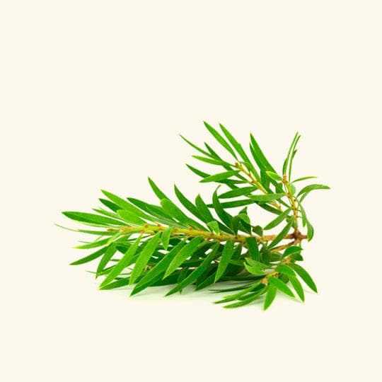 Australian Tea Tree Essential Oil