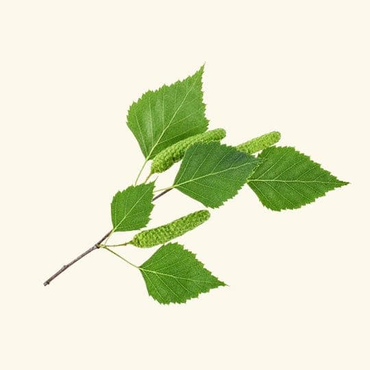 Birch Essential Oil