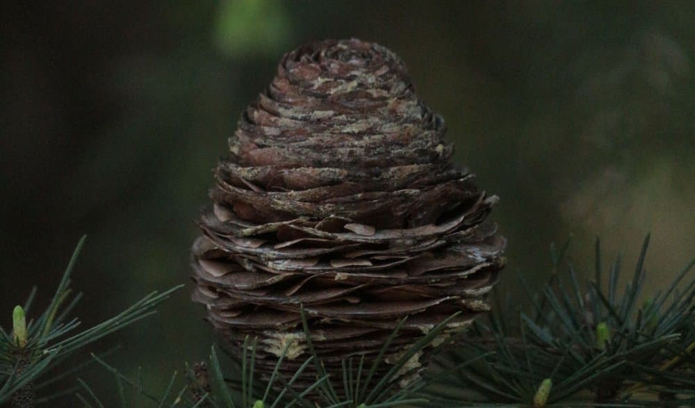 Cedarwood Essential Oil