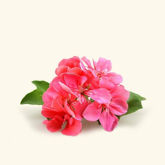 Geranium Essential Oil