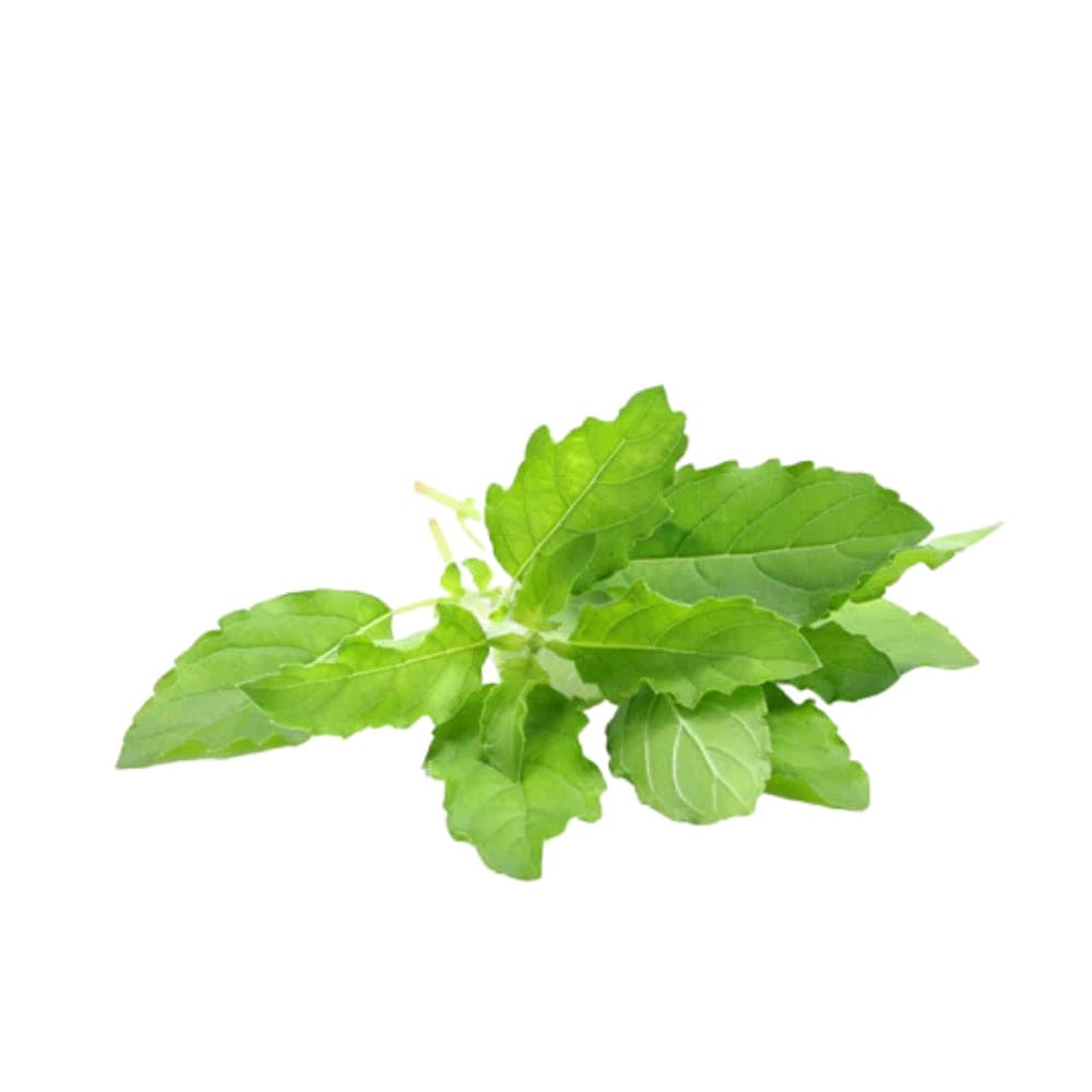 Holy Basil (Tulsi) Essential Oil