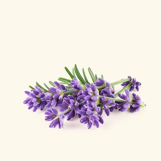 Lavandin Essential Oil