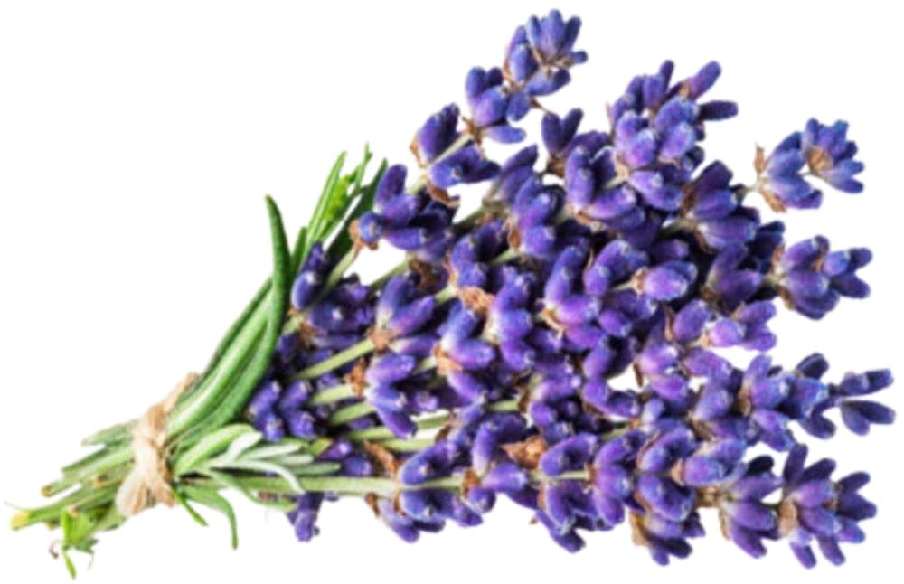 Lavender Essential Oil