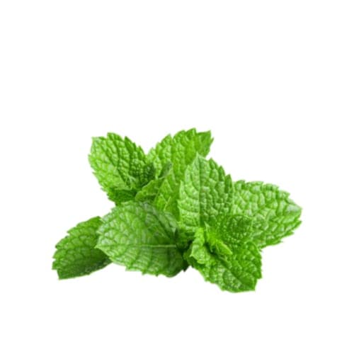 Peppermint Essential Oil