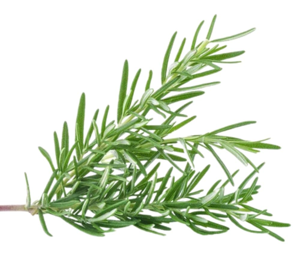 Rosemary Essential Oil