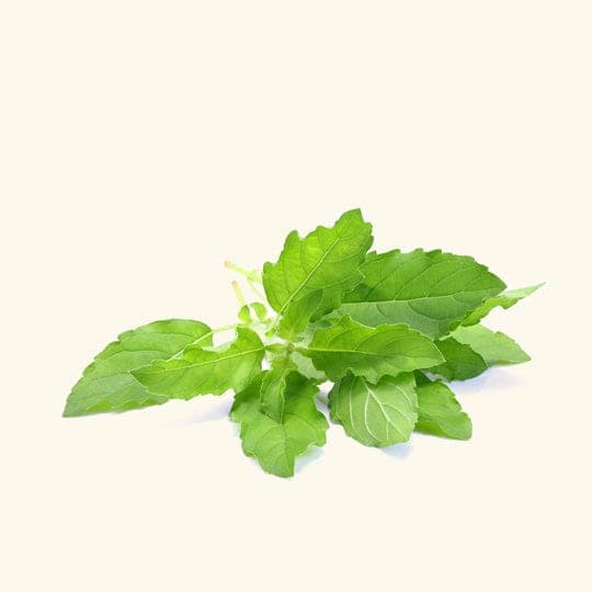 Sweet Basil Essential Oil