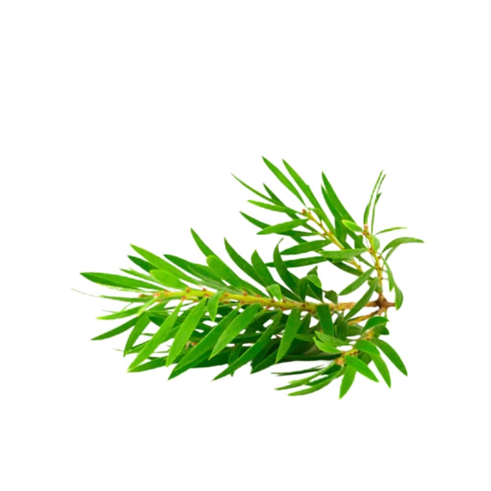 Tea Tree Essential Oil