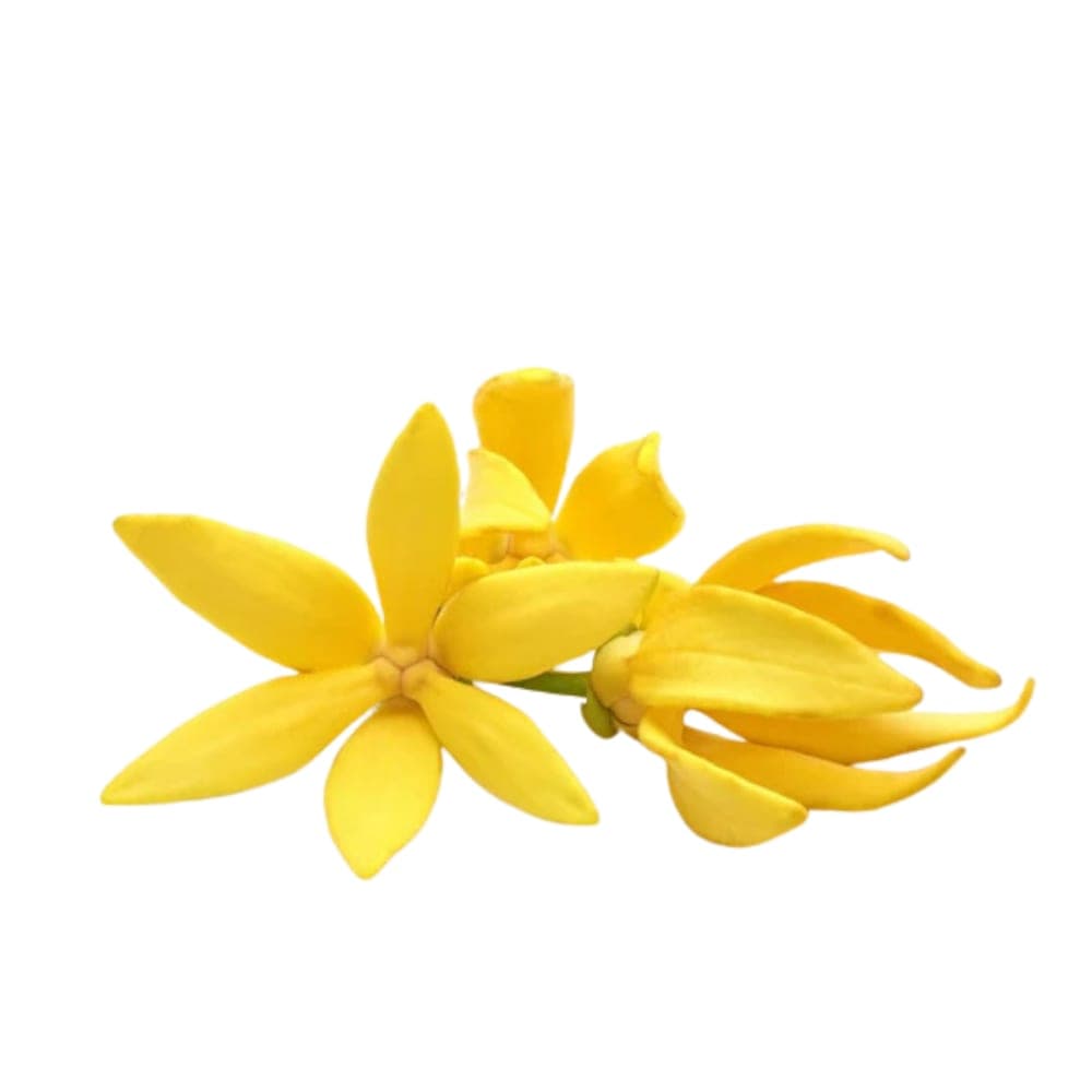 Ylang Ylang Essential Oil