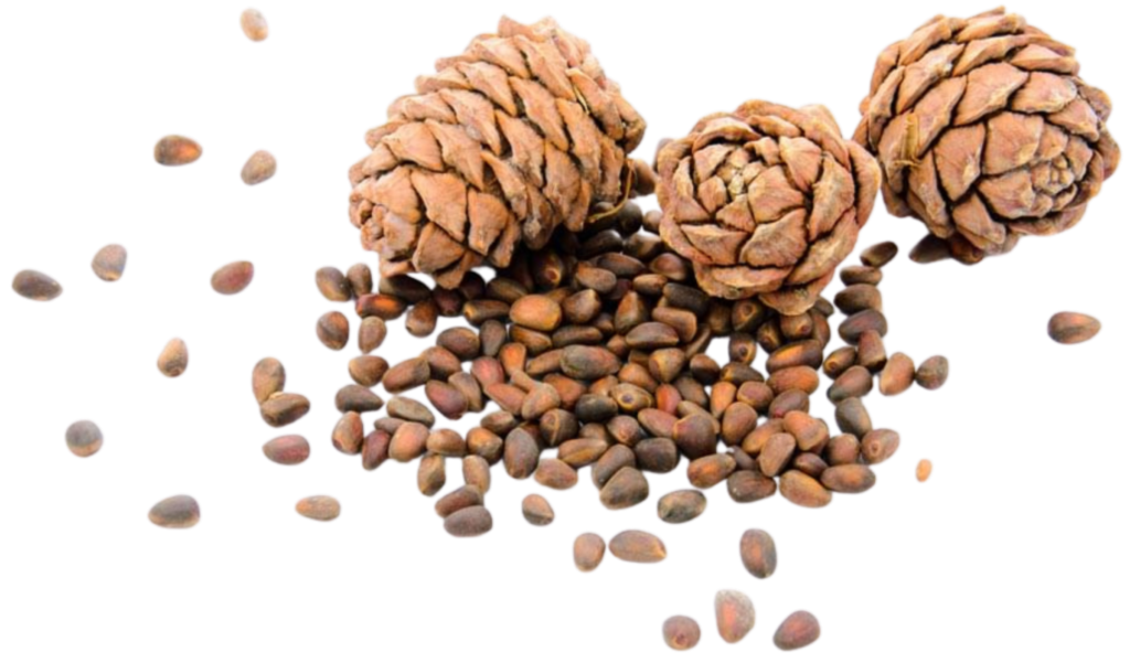 Cedarwood Essential Oil 100% Pure - Nature Presents Therapeutic Grade