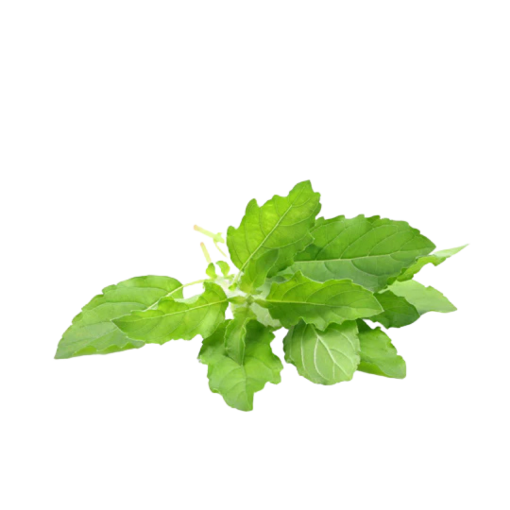 Holy Basil Essential Oil 100% Pure Tulsi - Nature Presents.