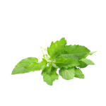 Holy Basil Leaves