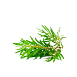 Tea Tree Leaves