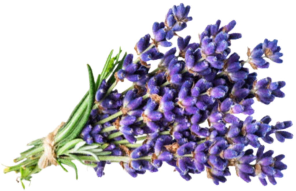 Lavender Essential Oil 100% Pure for Hair Growth - Nature Presents