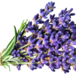 Wild Lavender Flowers