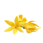 Ylang Ylang Flower
